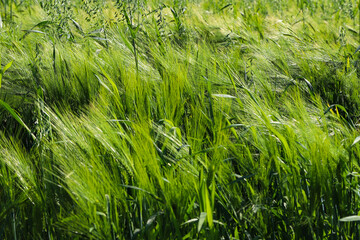 Young green barley on the field in windy weather. Oat field with raindrops. Field of young green oats. The concept of a good harvest, agricultural industry.
