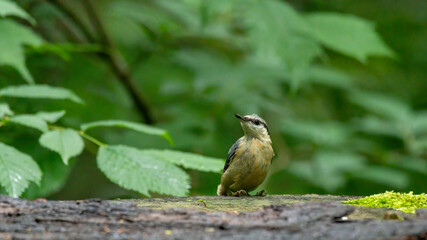 bird, natur, wild lebende tiere, tier, schnabel, wild, green, robin