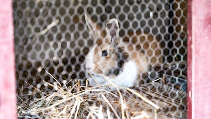 Close up shot of a white-brown rabbit in its cage