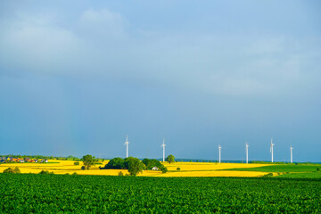 field of yellow rapeseed and wind turbines