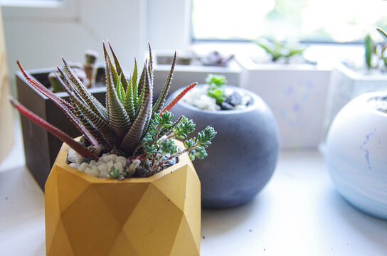 Green Succulent In Concrete Pot. Horizontal Banner..cement Original Pot With House Plant. Haworthia In Polygonal Pot