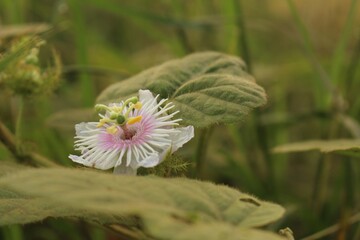 Macro shot of a Passiflora foetida or Stinking passionflower surrounded by green leaves