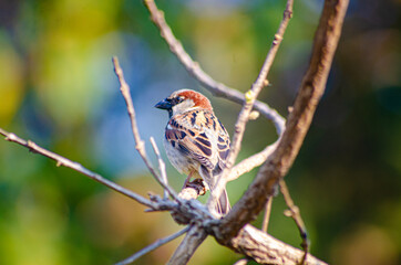 Beautiful birds on a lake in Brazil with natural light