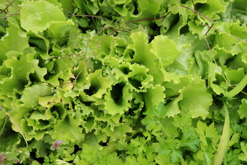 fresh green lettuce