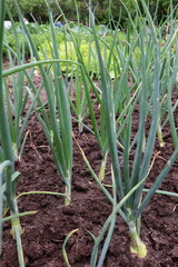 Obraz premium green onions in the garden
