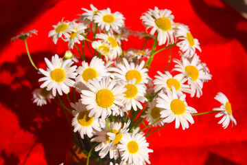 Beautiful summer bouquet of daisies on a linen background.