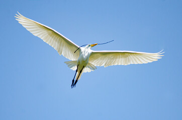 Beautiful birds on a lake in Brazil with natural light