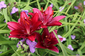 red lily in the garden