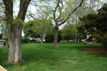 tree in park