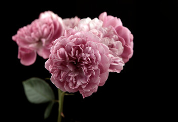 image of flower dark background