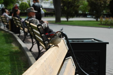 soldiers on the gate