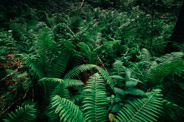 Fern thickets in the forest.