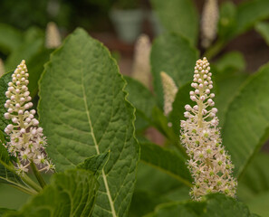 green leaves and white flowers-bluebottle