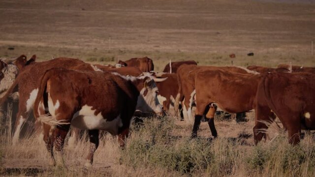 Young Hereford cattle fighting in a field, Karoo South Africa