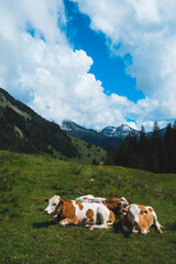 Fototapeta na wymiar Alpine Scene on a sunny day in bavarian alps
