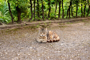 Beautiful pose for a cat relaxing in the countryside