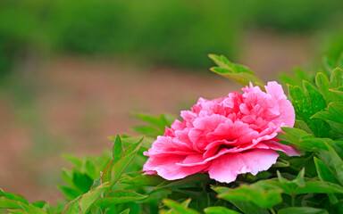 The pink peonies are in the garden