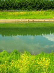 菜の花咲く春の放水路風景