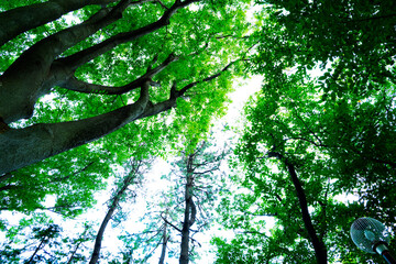 夏の森の日差し、summer forest 
