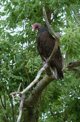 vulture on a tree