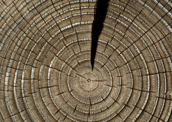Burned polished pine tree trunk cross section
