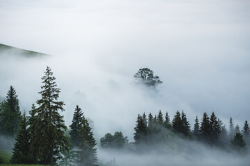 Misty landscape at sunrise. Valley with the top of trees sticking out the fog. View of foggy forest with green pine trees and space for text, Bucovina, Romania