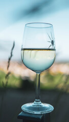 glass of white wine