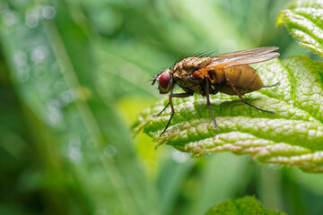 A fly on a raspberry leaf.