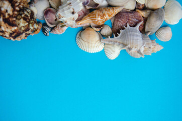 Lots of seashells and free blue background