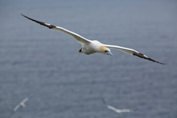 Fototapeta na wymiar Northern Gannets at Cape St. Mary's Ecological Reserve in Newfoundland and Labrador, Canada.