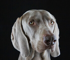 Studio Shots images of Weimaraner Dog.