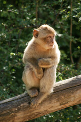 kleiner Affe
