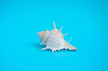 Fototapeta na wymiar White seashell with spikes on a blue background