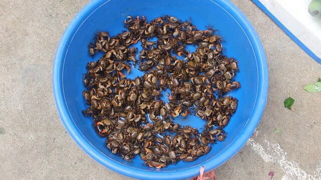 Small crabs (Kua Dong) for sale in a plastic basin. meat of small crabs (young) is considered more delicious. Wet markets (seafood market, fruits de mer). Vietnam
