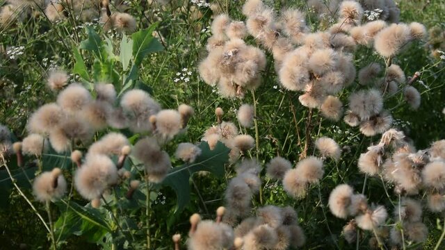 Taraxacum officinale ft0206_0646 Piscialletto Voikukka Navadni regrat