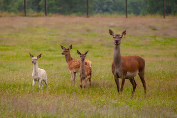 Deer graze in the meadow with their young