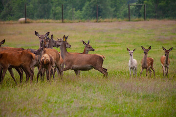 Deer graze in the meadow with their young