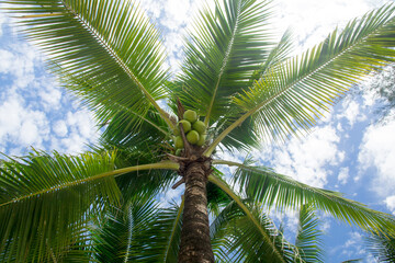 Fototapeta premium coconut tree