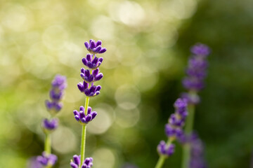Beautiful isolated lavender with bokeh in the background landscape orientation