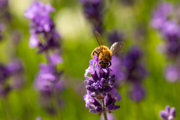Bee on beautiful lavender flower in the middle of summer