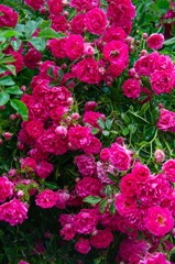 Large bush with pink roses, many small pink roses nearby
