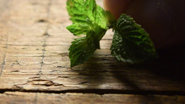 Mentha Menta ft0207_0711 Mint