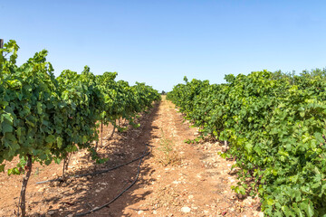 Fototapeta na wymiar Rows of vine with unripe bunches of grapes in the vineyard