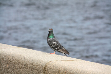 pigeon on the granite embankment of the Neva river