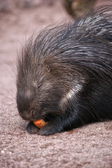 junges Stachelschwein frisst eine Möhre