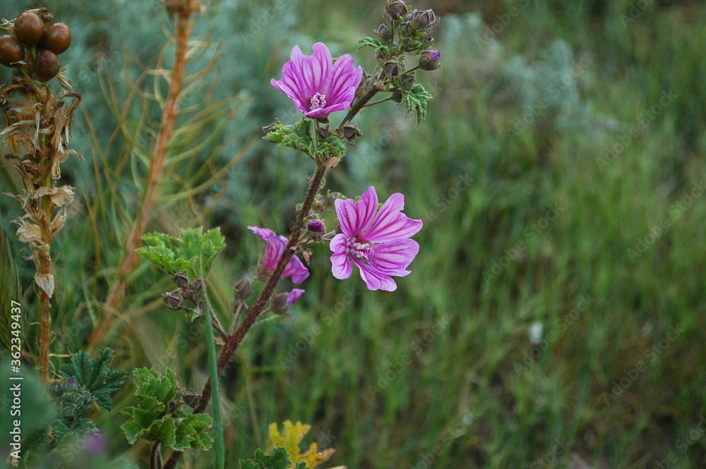 Canvas Prints wild flowers in the garden