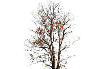 Obraz premium A tree with little leaves on a white background.