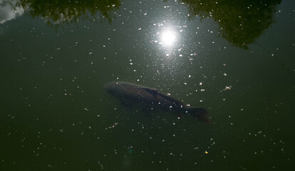 Fototapeta premium Carp under the darkened reflection on water