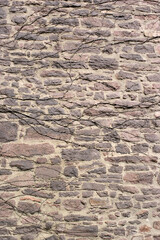 Steinwand mit Efeuranken