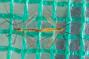 crane flies mating